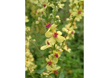 Österreichische Königskerze (Verbascum austriacum) - © Emanuel Trummer